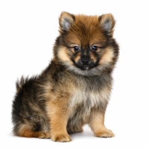 POMERANIAN 5429 BOY