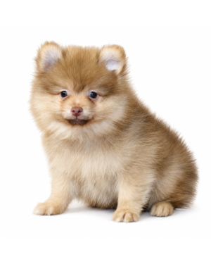 POMERANIAN 5430 BOY