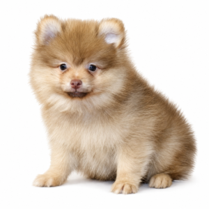 POMERANIAN 5430 BOY
