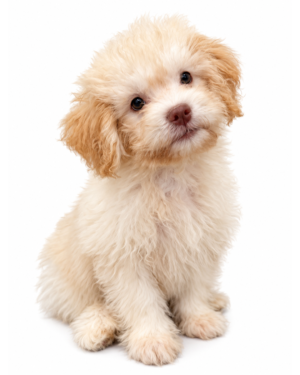 POODLE/TEDDY BEAR 2326 BOY