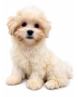 POODLE/TEDDY BEAR 2327 BOY