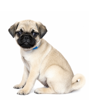 PUG 5447 BOY
