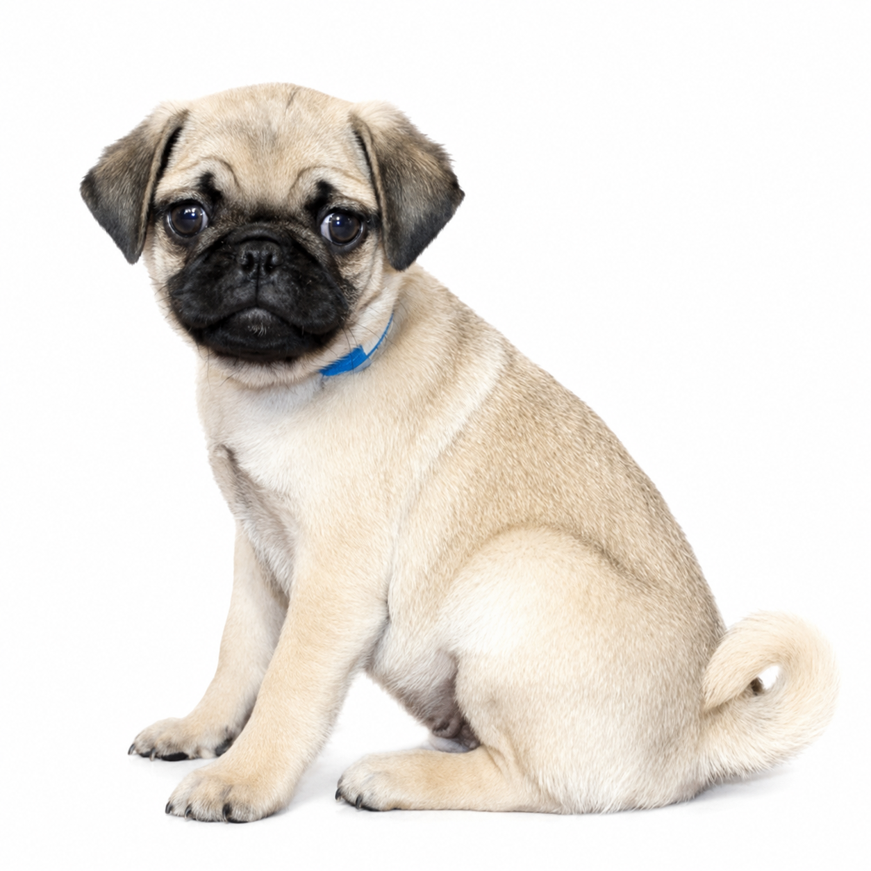 PUG 5447 BOY