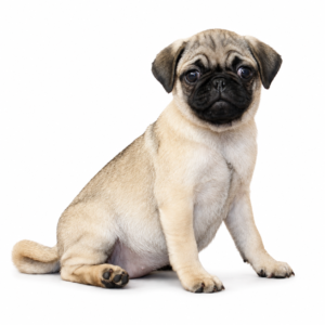 PUG 5448 GIRL