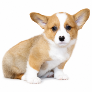 PEMBROKE WELSH CORGI 5119 GIRL