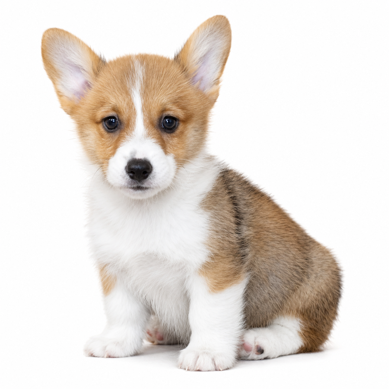 PEMBROKE WELSH CORGI 5212 BOY