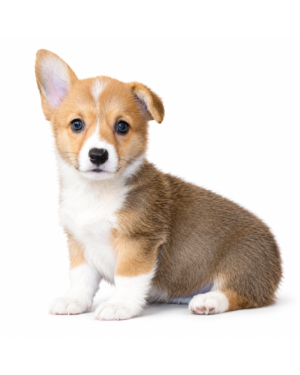 PEMBROKE WELSH CORGI 5384 GIRL
