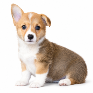 PEMBROKE WELSH CORGI 5384 GIRL
