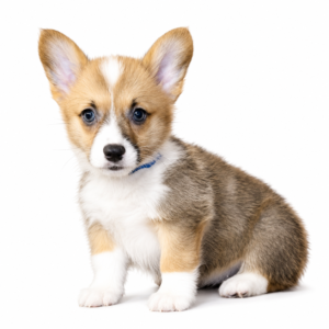 PEMBROKE WELSH CORGI 5385 GIRL