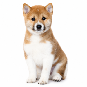 SHIBA INU 5223 BOY