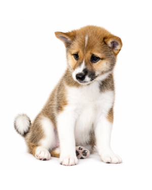 SHIBA INU 5231 BOY
