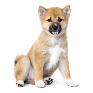SHIBA INU 5239 GIRL