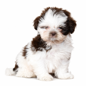 SHIH TZU 5151 GIRL
