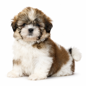 SHIH TZU 5395 BOY