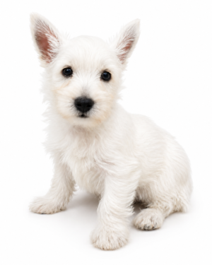 WEST HIGHLAND TERRIER (WESTIE) 8435 BOY