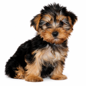 YORKIE 5274 BOY