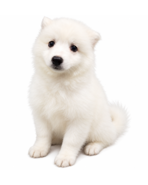 AMERICAN ESKIMO DOG 7027 GIRL