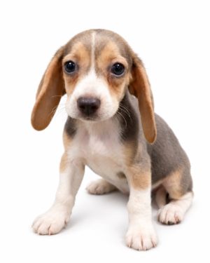 BEAGLE 6488 GIRL