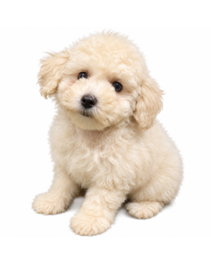 BICHAPOO 9441 GIRL