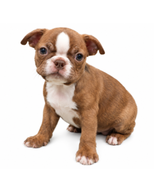 BOSTON TERRIER 3990 GIRL