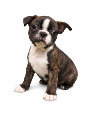 BOSTON TERRIER 9708 BOY
