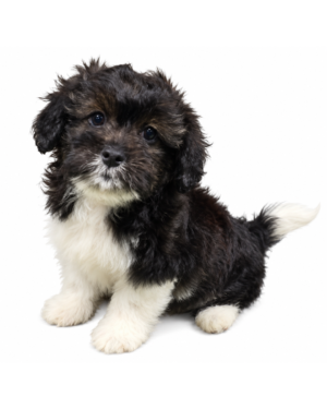 CAVAPOO F1B 2009 GIRL