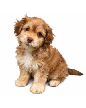 CAVAPOO F1B 9494 BOY