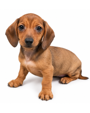 DACHSHUND 2726 BOY