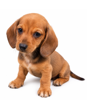 DACHSHUND 8981 BOY