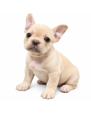 FRENCH BULLDOG 2020 BOY