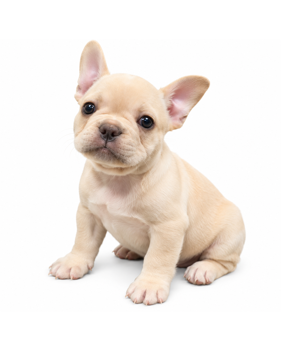 FRENCH BULLDOG 2020 BOY