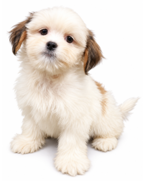 LHASA APSO 4830 GIRL