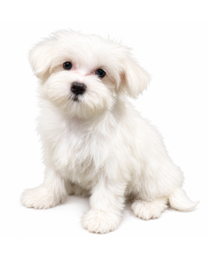 MALTESE 9100 BOY