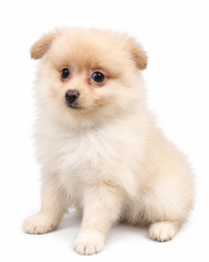 POMERANIAN 9900 BOY