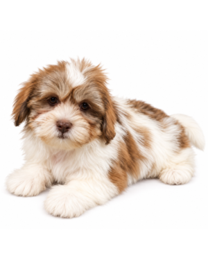 SHIHPOO 8696 BOY