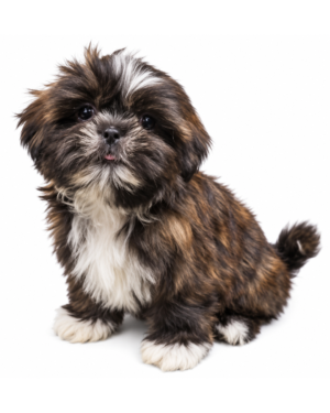 SHIH TZU 3097 GIRL