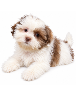 SHIH TZU 3282 GIRL