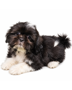 SHIH TZU 9715 GIRL