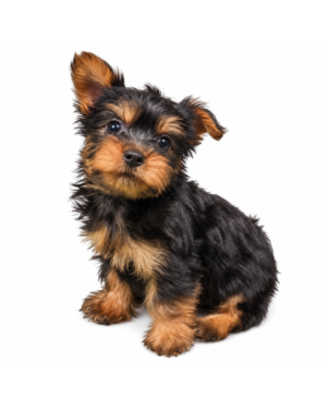SILKY TERRIER 3304 BOY
