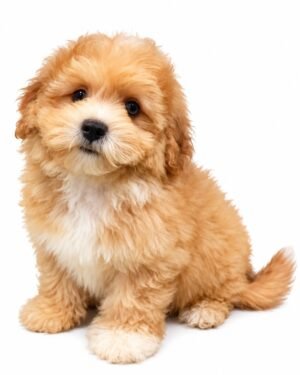 BICHAPOO 7863 BOY
