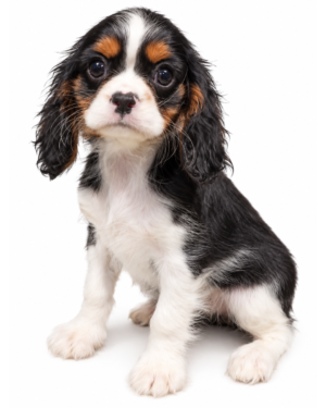 CAVALIER KING 5879 BOY