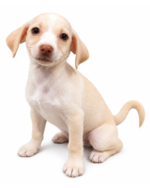 CHIHUAHUA 7487 BOY
