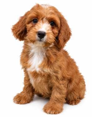 COCKAPOO 2607 GIRL