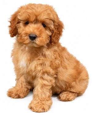 COCKAPOO 5791 BOY