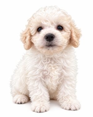 GOLDENDOODLE (MEDIUM) 4791 BOY