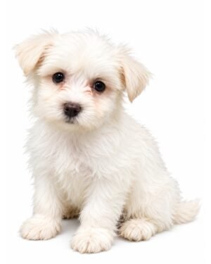HAVANESE 4820 BOY