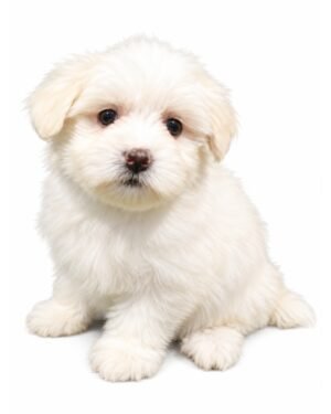 HAVANESE 5751 GIRL