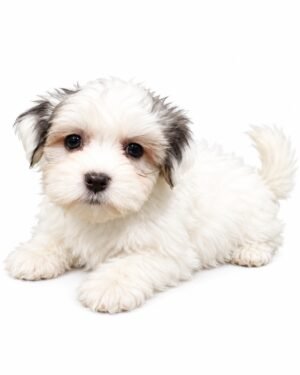 HAVANESE 5973 GIRL