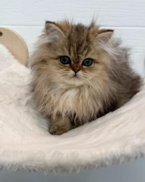 PERSIAN 4754 GIRL