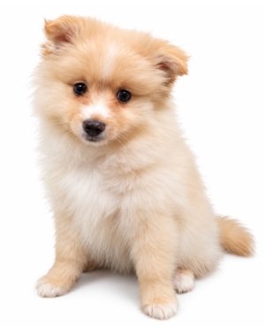 POMERANIAN 5529 BOY